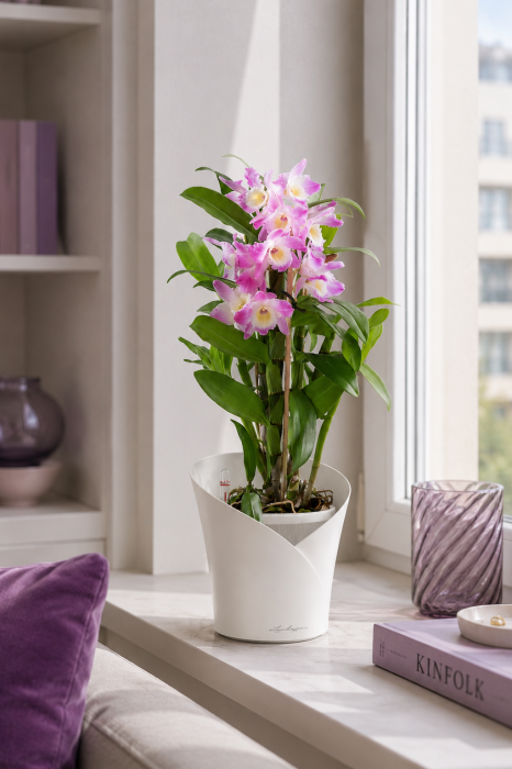 Орхидея Дендробиум розовый в ORCHIDEA 18 Орхидея Дендробиум розовый в ORCHIDEA 18
