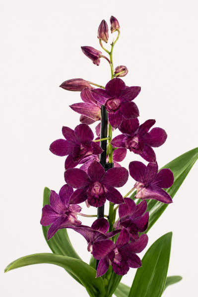 Орхидея Дендробиум Санок фуксия в ORCHIDEA 18