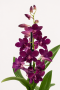 Орхидея Дендробиум Санок фуксия в ORCHIDEA 18 Орхидея Дендробиум Санок фуксия в ORCHIDEA 18