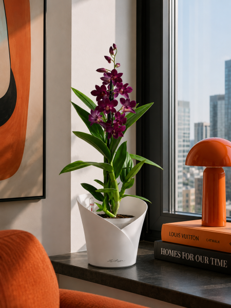 Орхидея Дендробиум Санок фуксия в ORCHIDEA 18