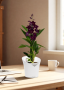 Орхидея Дендробиум Санок черный в ORCHIDEA 18 Орхидея Дендробиум Санок черный в ORCHIDEA 18