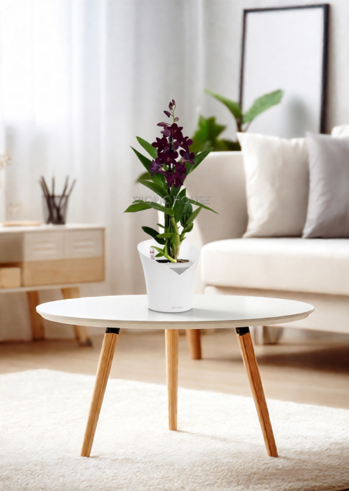 Орхидея Дендробиум Санок черный в ORCHIDEA 18 Орхидея Дендробиум Санок черный в ORCHIDEA 18