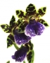 Орхидея Зигопеталум в ORCHIDEA 18 Орхидея Зигопеталум в ORCHIDEA 18