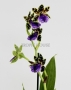 Орхидея Зигопеталум в ORCHIDEA 18 Орхидея Зигопеталум в ORCHIDEA 18