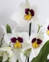 Орхидея Мильтония белая в ORCHIDEA 18 Орхидея Мильтония белая в ORCHIDEA 18