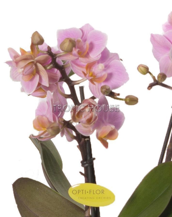 Орхидея Романтика в ORCHIDEA 18 Орхидея Романтика в ORCHIDEA 18