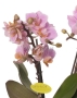 Орхидея Романтика в ORCHIDEA 18 Орхидея Романтика в ORCHIDEA 18