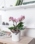 Орхидея Романтика в ORCHIDEA 18 Орхидея Романтика в ORCHIDEA 18
