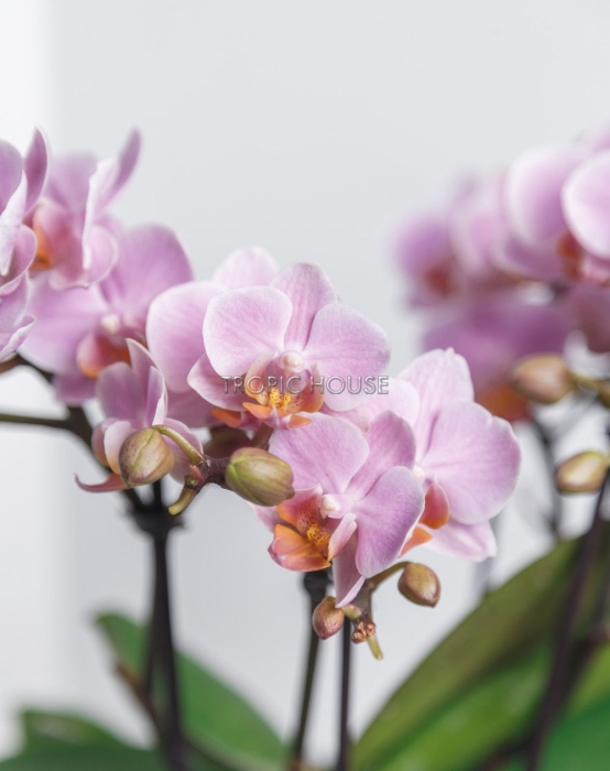 Орхидея Романтика в ORCHIDEA 18 Орхидея Романтика в ORCHIDEA 18