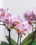 Орхидея Романтика в ORCHIDEA 18 Орхидея Романтика в ORCHIDEA 18