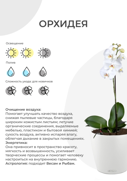 Орхидея Фаленопсис мини микс 9/30 см в CUBE Color 14