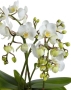 Орхидея Фаленопсис мультифлора в ORCHIDEA 18 Орхидея Фаленопсис мультифлора в ORCHIDEA 18
