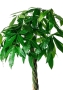 Пахира Акватика 27/150 см в CLASSICO LS 35 Пахира Акватика 27/150 см в CLASSICO LS 35