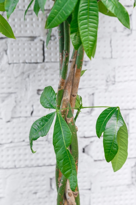 Пахира Акватика 27/150 см в CLASSICO LS 35 Пахира Акватика 27/150 см в CLASSICO LS 35