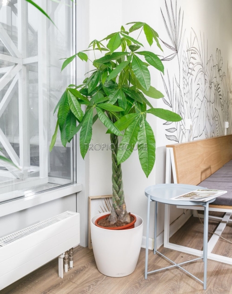 Пахира в CLASSICO 35 Пахира в CLASSICO 35