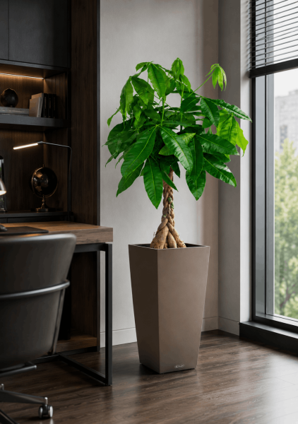 Пахира в CUBICO 30 Пахира в CUBICO 30