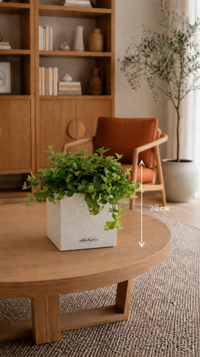 Пеперомия Ротундифолия в CANTO Stone 14 Пеперомия Ротундифолия в CANTO Stone 14