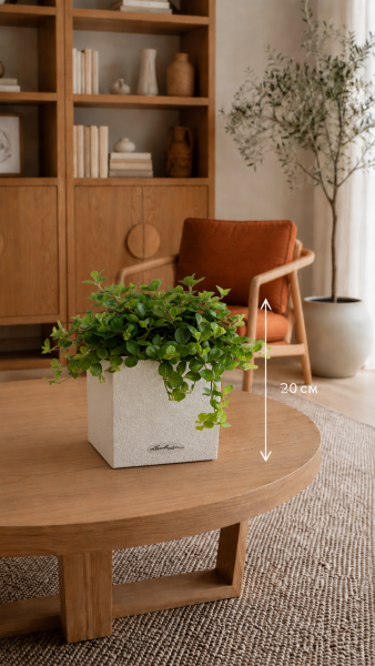 Пеперомия Ротундифолия в CANTO Stone 14