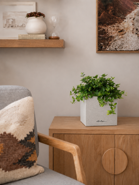 Пеперомия Ротундифолия в CANTO Stone 14