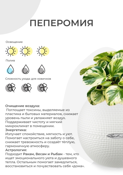 Пеперомия Ротундифолия в CANTO Stone 14