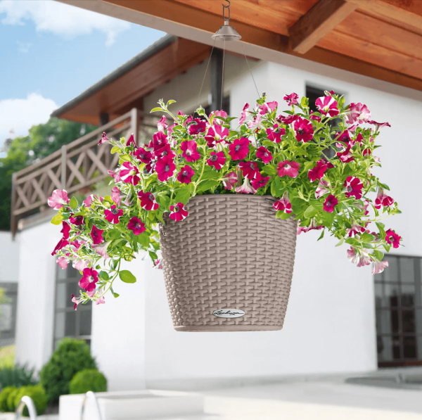 Петуния Розовая в NIDO Cottage 27