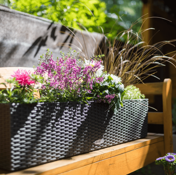 Петуния Цветной Микс в BALCONERA Cottage 80