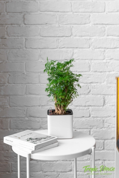Полисциас в CUBE GLOSSY 14 Полисциас в CUBE GLOSSY 14