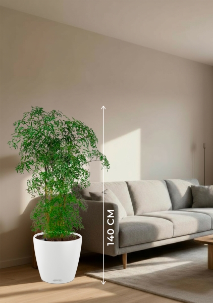 Полисциас Фрутикоза 27/140 см в CLASSICO COLOR 35