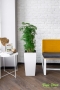 Полисциас Фрутикоза в CUBICO COLOR 30