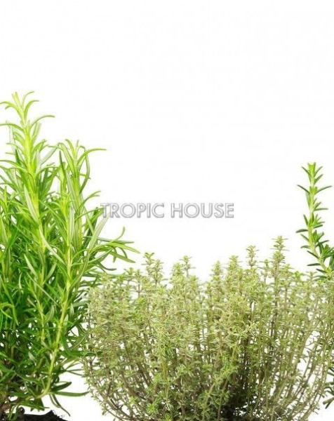 Пряные травы в Cottage 50