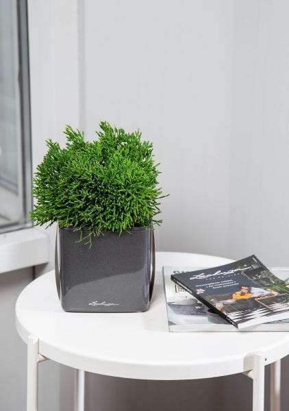 Рипсалис в CUBE Glossy 14 Рипсалис в CUBE Glossy 14