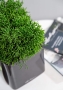 Рипсалис в CUBE Glossy 14