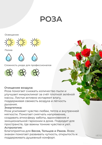 Роза Бо Монд красная 12/25 см в CANTO STONE 14