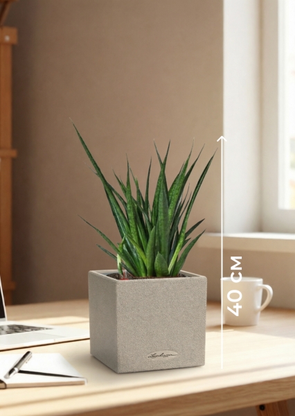 Сансевиерия Кирки 12/37 см в CANTO STONE 14 Сансевиерия Кирки 12/37 см в CANTO STONE 14
