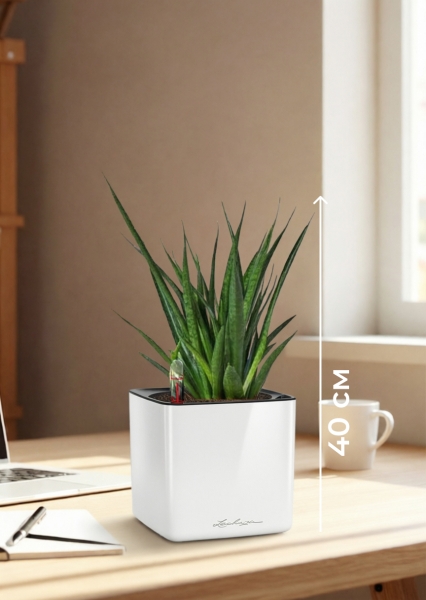 Сансевиерия Кирки 12/37 см в CUBE GLOSSY 14 Сансевиерия Кирки 12/37 см в CUBE GLOSSY 14