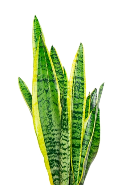 Сансевиерия Лауренти 14/45 см в CUBE COLOR 16