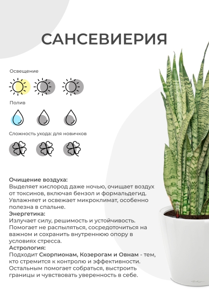 Сансевиерия Лауренти 17/60 см в CLASSICO LS 21 Сансевиерия Лауренти 17/60 см в CLASSICO LS 21