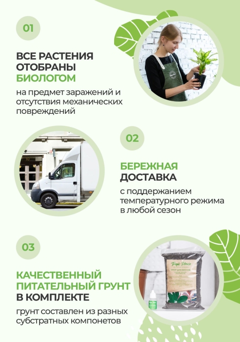 Сансевиерия Лауренти в CANTO Stone 14
