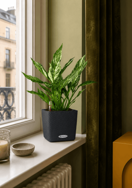 Спатифиллум вариегатный (без соцветий) 12/40 см в CUBE COLOR 14 Спатифиллум вариегатный (без соцветий) 12/40 см в CUBE COLOR 14