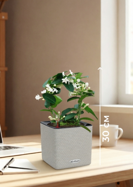 Стефанотис 12/30 см в CUBE COLOR 14 Стефанотис 12/30 см в CUBE COLOR 14