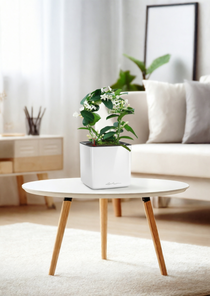 Стефанотис 12/30 см в CUBE GLOSSY 14 Стефанотис 12/30 см в CUBE GLOSSY 14
