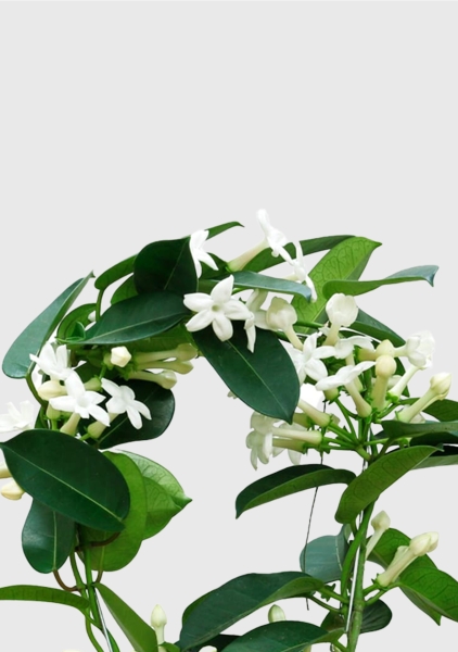 Стефанотис 12/30 см в PURO 20 Стефанотис 12/30 см в PURO 20