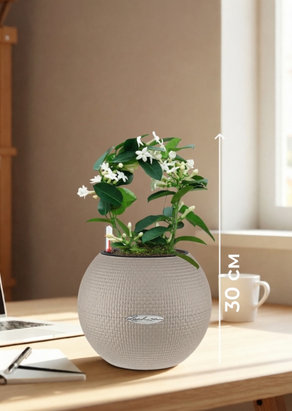 Стефанотис 12/30 см в PURO 20 Стефанотис 12/30 см в PURO 20
