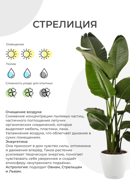 Стрелиция Николай 30/180 см в CANTO STONE HIGH 40 Стрелиция Николай 30/180 см в CANTO STONE HIGH 40