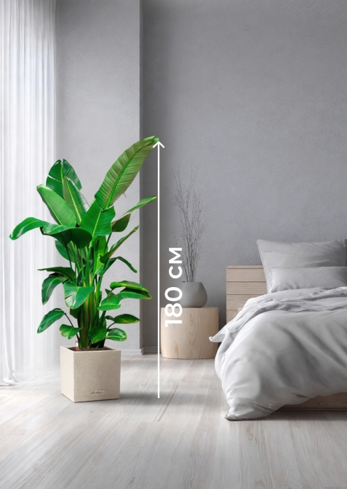 Стрелиция Николай 30/180 см в CANTO STONE LOW 40 Стрелиция Николай 30/180 см в CANTO STONE LOW 40
