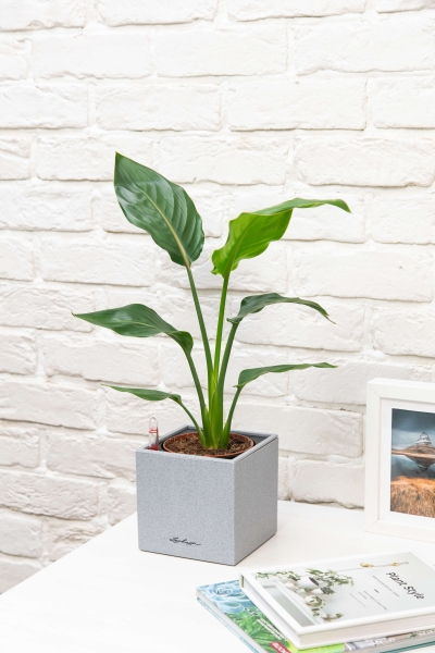 Стрелиция Регина в CANTO STONE 14 Стрелиция Регина в CANTO STONE 14