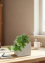Сциндапсус Ауреум в CANTO STONE 14 Сциндапсус Ауреум в CANTO STONE 14