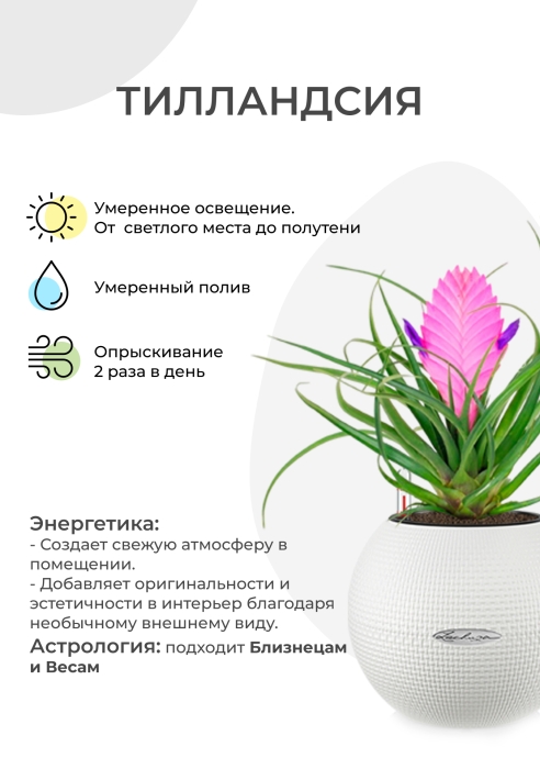 Тилландсия Анита в PURO 20 Тилландсия Анита в PURO 20