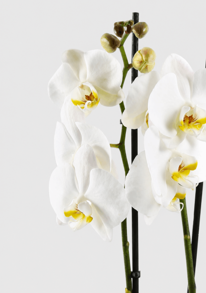 Фаленопсис Кэмбридж в ORCHIDEA 18
