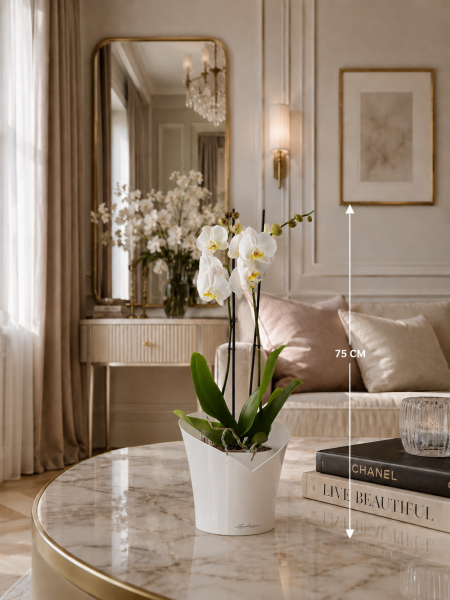 Фаленопсис Кэмбридж в ORCHIDEA 18